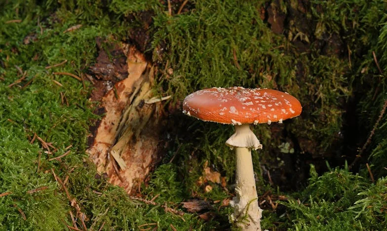 Pourquoi mon fils pleurait chez Mamie : La vérité qui a brisé notre famille