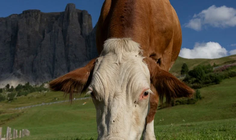Quand j'ai appris à dire non : Un été au bord du lac d'Annecy qui a tout bouleversé