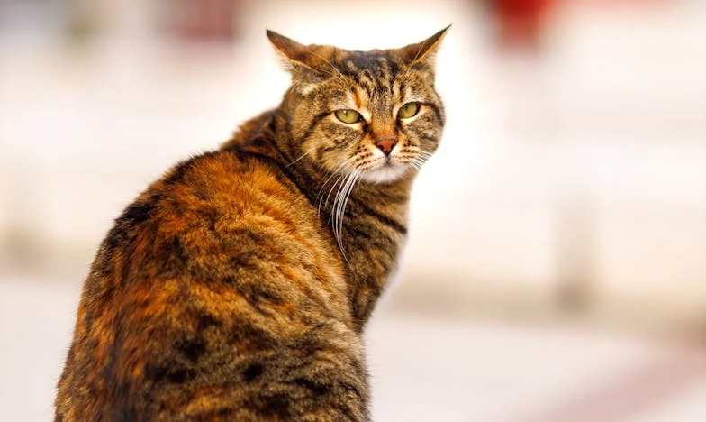 Quand les invités ne veulent plus partir : Un week-end de Pâques qui a brisé notre famille