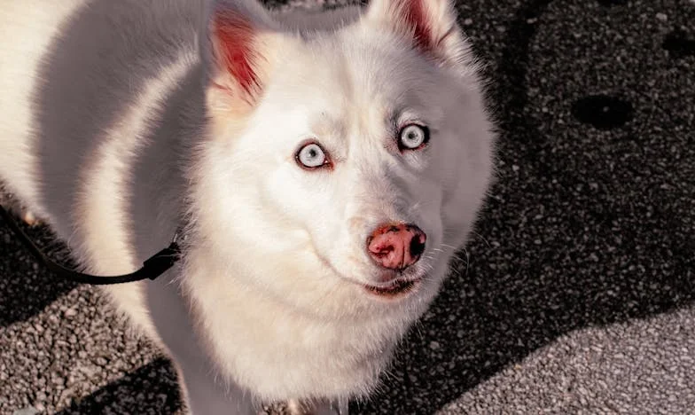 Un nouveau départ : L’histoire de Luc et la quête d’une vraie famille