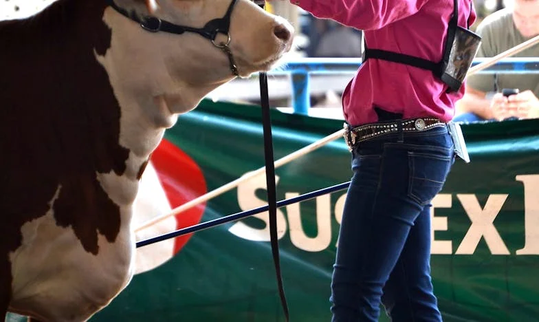 Deux semaines de trop : Quand ma belle-mère a décidé de prendre ma place