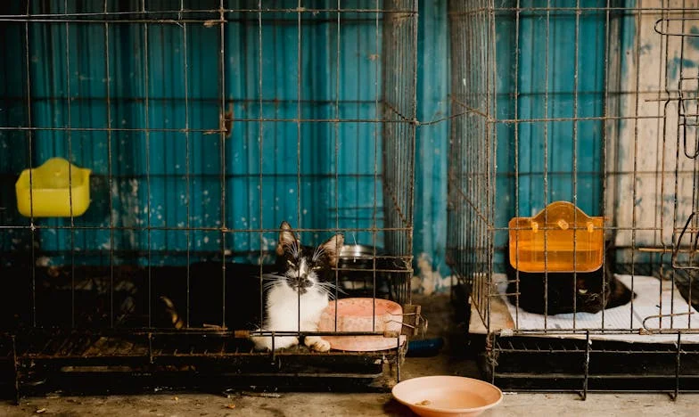 J’ai cru qu’à soixante ans, me remarier serait un conte de fées, mais la réalité m’a brisée