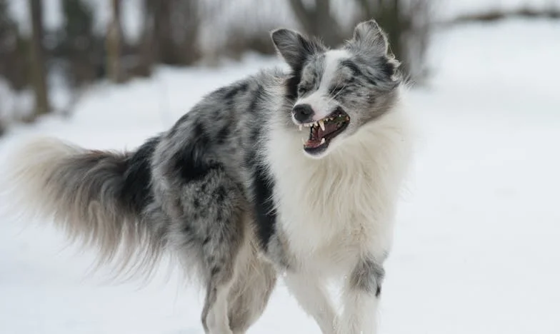 Trahison derrière la haie : Histoire d’une confiance brisée dans un village français