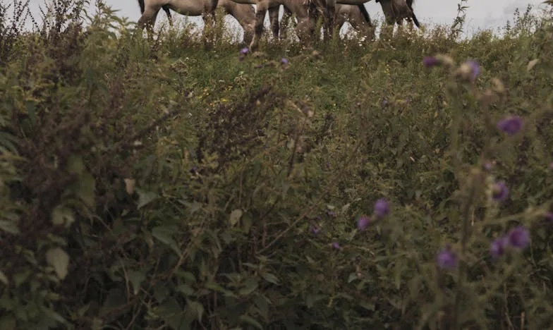Un cheval sauvage, une fillette abandonnée et le miracle de l’espoir – Mon histoire comme vous ne l’avez jamais entendue