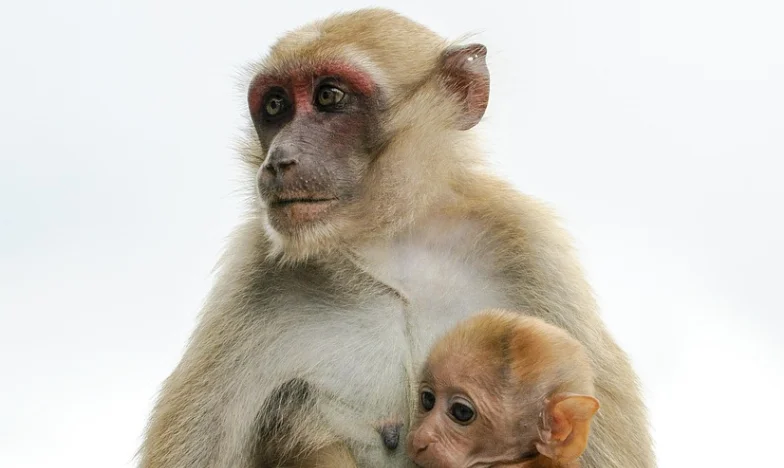 Le Règne de Fer de ma Belle-Mère : Survivre entre les Murs d’une Maison Française