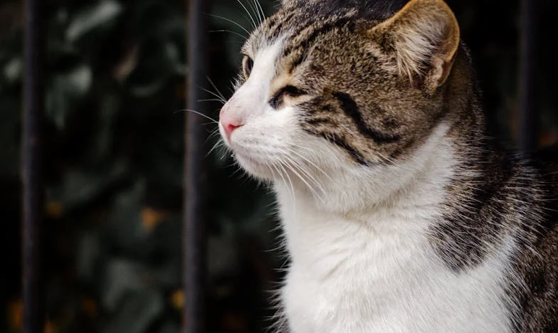 Quand le cœur se brise en mille morceaux : L’histoire de la perte de mon petit Émile