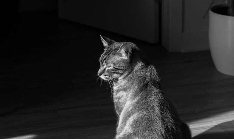 Je suis rentré de Lyon et tout avait changé – Mon foyer s’est-il effondré par ma faute, ou par la sienne ?