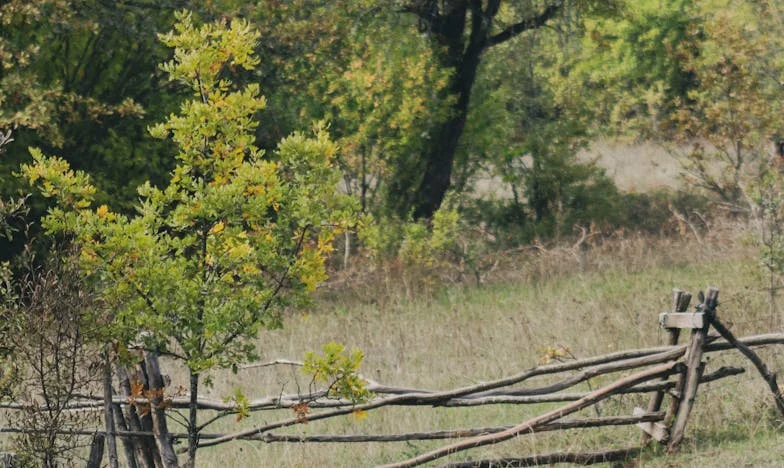 Mon frère veut tout détruire pour son mariage : mon cœur est en miettes