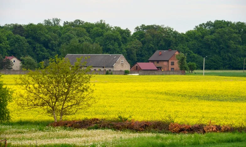 Quand les Traditions Blessent : Entre l’Amour Familial et la Peur des Allergies