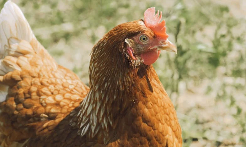 A kimondatlan igazságok terhe: Ilona útja az önmagához vezető úton