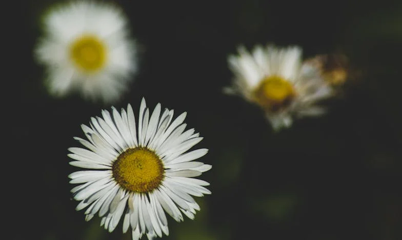 Amikor a szív megfagy: Az én kimondatlan utam – Egy magyar nő vallomása a szeretet elvesztéséről