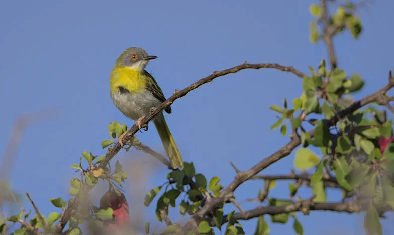 „Anyósom árnyékában: Amikor a családi látogatások harctérré válnak”