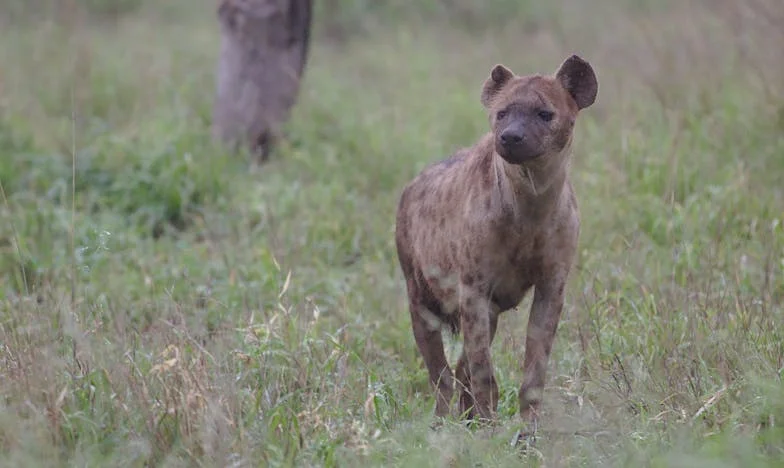 Elveszett napló, megtört életek: amikor a titkaid fegyverré válnak ellened