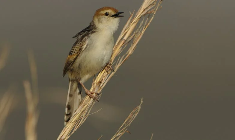 „Mama azt mondta, hogy be kell adni a mamát az idősek otthonába” – Egy magyar nagymama szívszorító története, amikor a családja hátat fordít neki