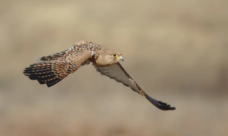 Zsuzsa ultimátuma: Egy házasság romjai a pénzügyi árulás árnyékában