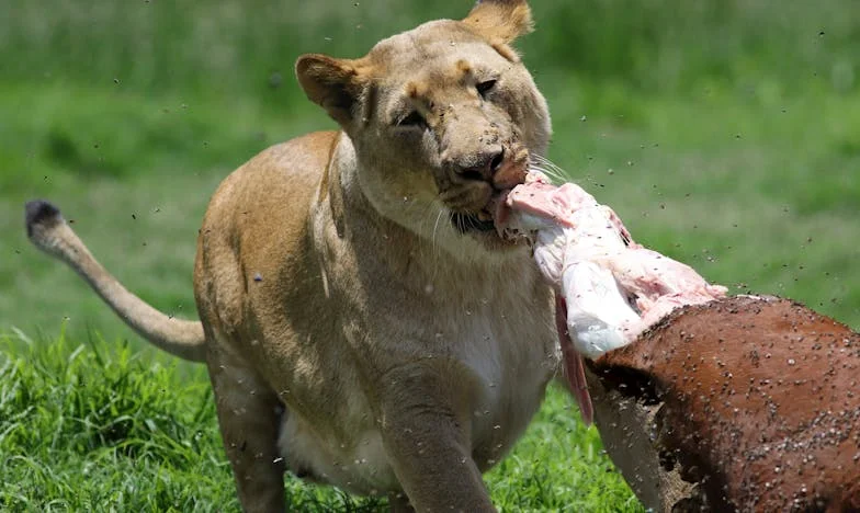 „A menyem szerint a kutyáimat kényeztetem, miközben az unokáimnak nincs friss gyümölcs” – Egy nagymama vallomása a családi konfliktusról