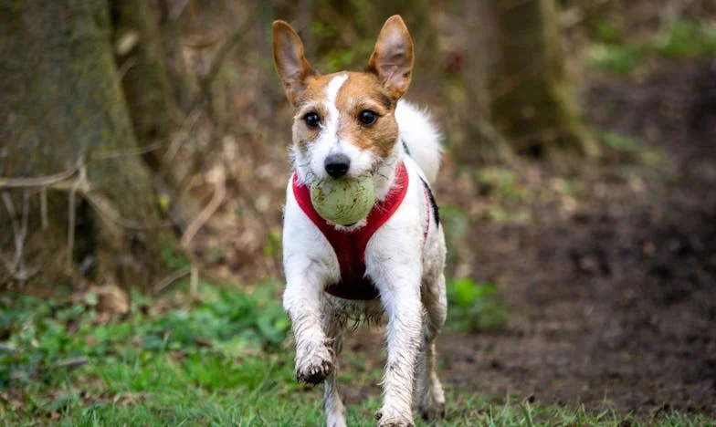 A sors fintora: „A bátyám új felesége rabolta el a szívem, de én hűséges férj vagyok” – Egy családi dráma, ami mindent felforgatott