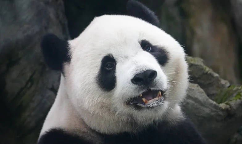 A szomszédasszony, aki mindig édességet kért – Egy budapesti paneldráma