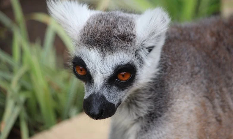 „Anyósom árnyékában: Egy vő vallomása a családi harcokról”