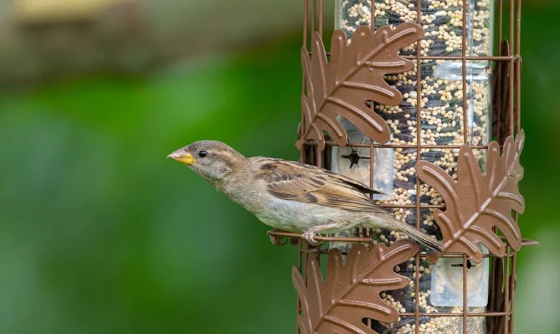 Anyósom beköltözött hozzánk, és mindent felforgatott – Hogyan próbáltam határokat húzni, de majdnem elvesztettem a családomat