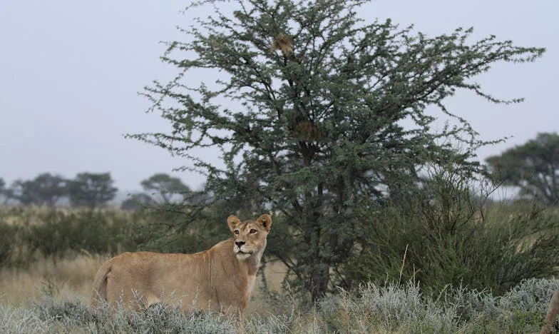 Barátaim kinevetnek: A párom készételeket hoz hozzám – Vajon én vagyok a hibás?