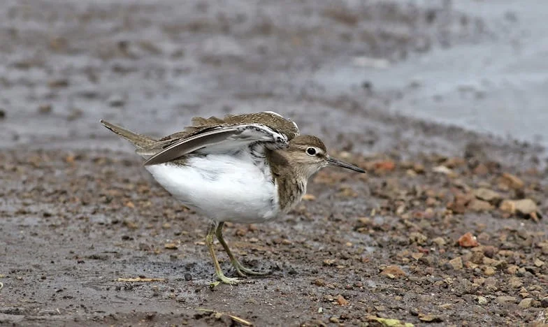 „Imádom a fiamat, de a lányomat nem bírom elviselni” – Egy magyar anya vallomása a családi boomerángról