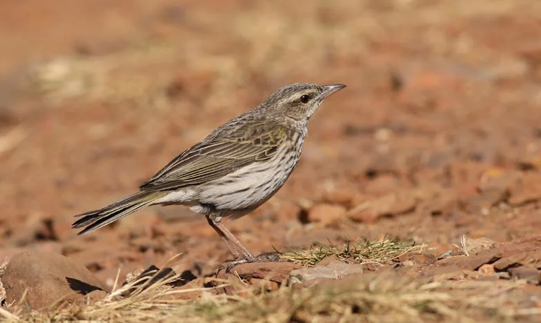 „Soha nem gondoltam volna, hogy ilyen ultimátumot kapok: Egy elvált férfi felesége lettem” – Egy budapesti nő vallomása a szerelemről, családról és választásokról