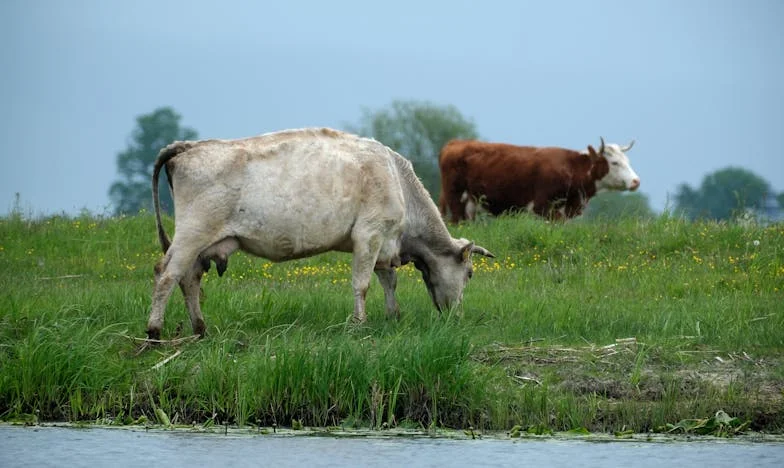 A ház, ahol a farmer tabu – Egy család, szabályok és az önmagamért vívott harc története
