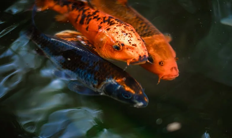 A ház, ahol már csak a múlt lakott – Mária története a falu szélén