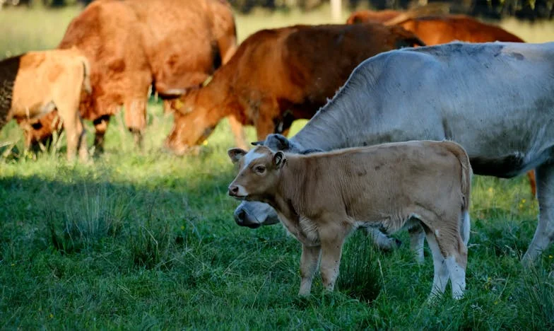 Amikor anyósom jobban tudja: Egy férj harca a családjáért és önmagáért