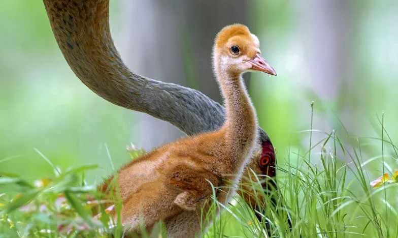 Amikor minden összedőlt a hitel miatt: Az én történetem a családi döntések árnyékában