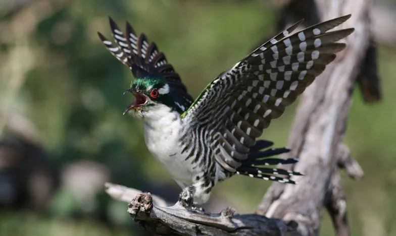„Anyám, én még egyszer szerelmes lettem” – Egy 91 éves magyar férfi megható vallomása az újrakezdésről