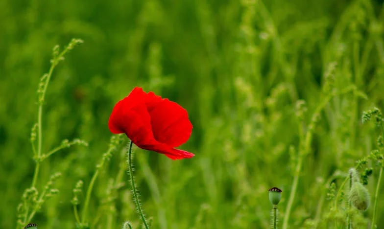 Az a hazugság, ami szétszakította a családomat: Egy bejelentés, ami mindent megváltoztatott a mi kisvárosunkban