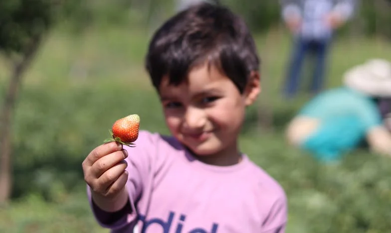 „Krumplik zsákban, csend a szívben” – Egy magyar falu titkai és a családi hallgatás súlya