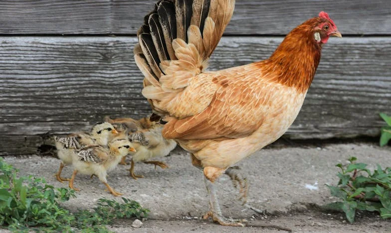 „Még Most Sem Tudom Felfogni: Apám a Ház Felét Az Első Házasságából Származó Fiának Adná” – Egy Magyar Családi Dráma Közepén