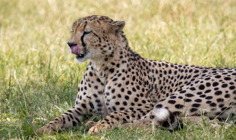 Ötven év után újra menyasszonyként: Amikor a múlt visszatér egy öreg vidéki házban