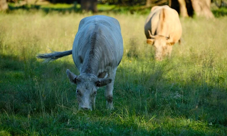 Váratlan vendég: Egy hétvége, ami mindent megváltoztatott – Amikor a múlt ajtóstul ront a jelenbe