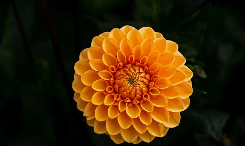 Amikor a nagymamák összecsapnak: Harc az első látogatásért az unokánál