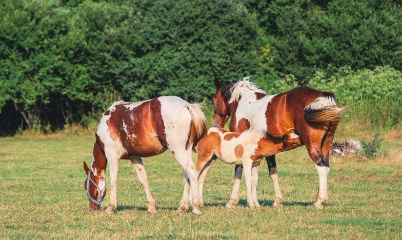 Amikor Anyám Vállalkozó Lett, Az Egész Családot Magával Rántotta – És Most Minden Darabokra Hullik