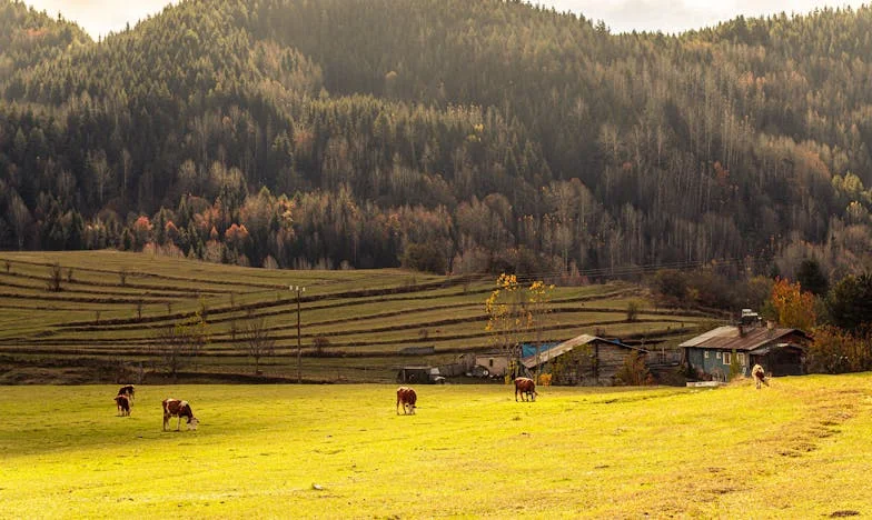 „Amikor anyósom beköltözött hozzánk: Egy házasság próbája és az ima ereje”