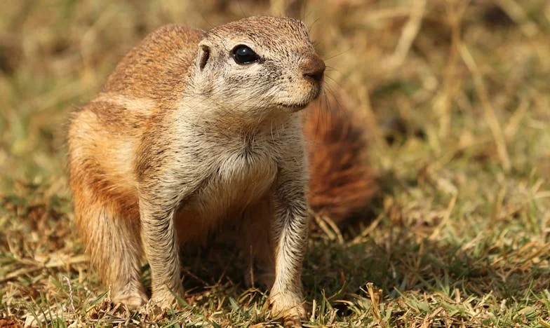 Amikor az anyós a házasságod ura lesz: Az én történetem Vlad mellett