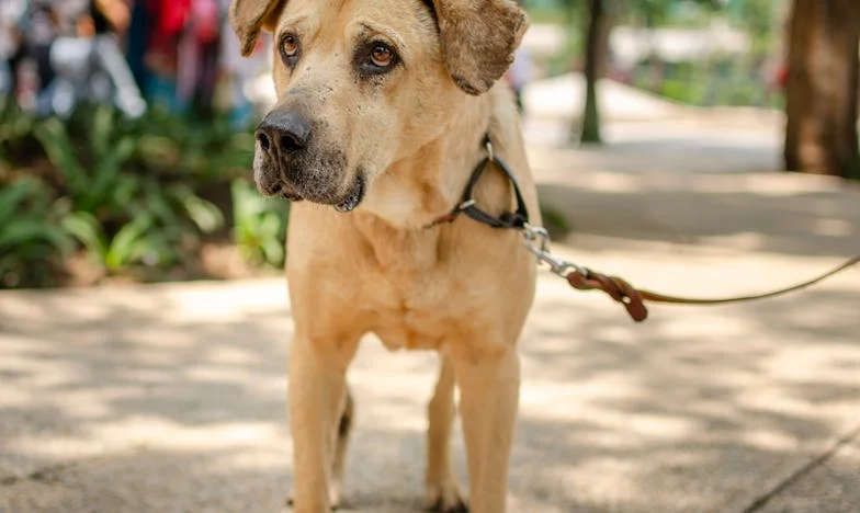 Amikor elengedtem a kislányom kezét – Egy anya vallomása az utolsó búcsúról és a szervadományozásról