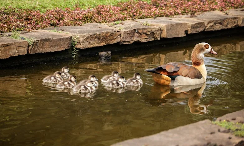 Az anyós, aki sosem megy haza – Egy budapesti lakásban rekedt életem története