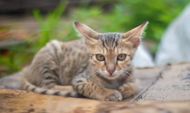 Az éjszaka, amikor minden kiderült: A testvérem titka, ami örökre megváltoztatta az életem