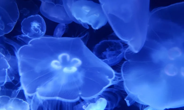 „Az esküvő után jöttem rá: a férjem csak az anyjára hallgat – és én hagytam, hogy irányítsanak”