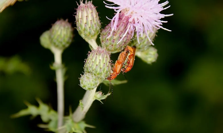 „Azt hittem, a család fontosabb, mint egy ház” – Amikor a nagymamám megtudta, hogy az unokája az örökségére vár
