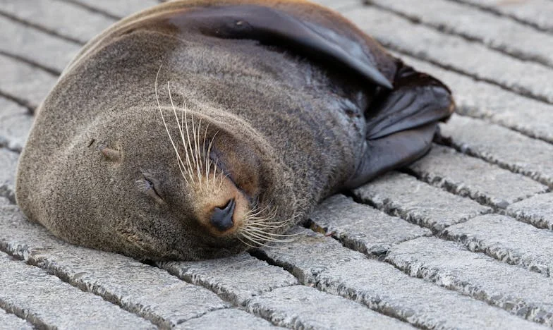 Eltűnt sírkő: Egy anya vallomása, amely felforgatta az egész falut
