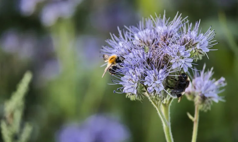 „Miért érzem magam feleslegesnek? Egy nagyszülő vallomása a nyugdíjas évek árnyékában”