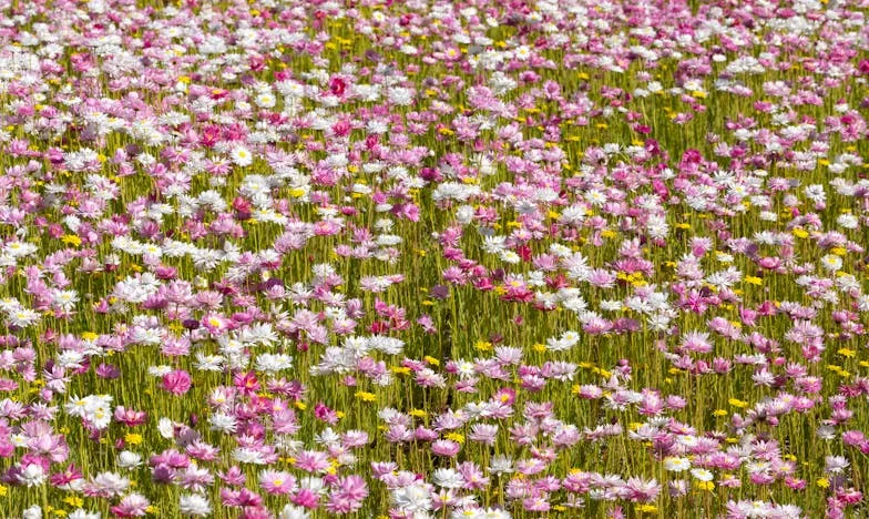 „Miért hagytam ott mindent? Egy magyar nő története a karrier és a házasság harcáról”