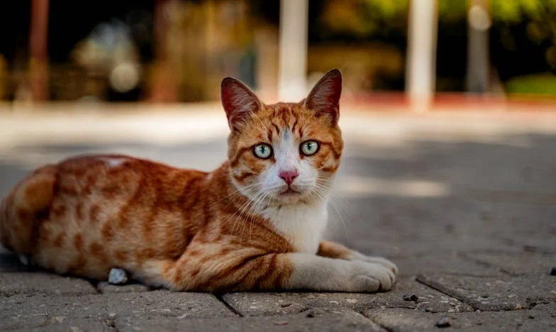 „Miért nem vagyok elég jó, anya?” – Egy budapesti lány vallomása a megbékélésről és hitről